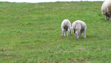 Two-cute-lambs-on-green-meadow