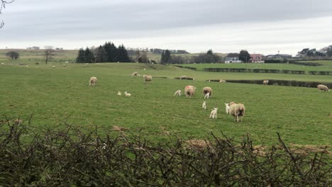 Handheld-wide-view-of-lambs-wandering-around-their-field