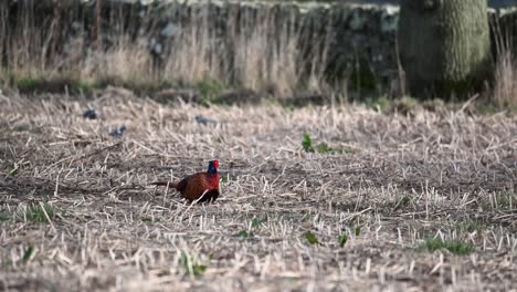Beautiful-male-pheasant-feeding-in-a-field-on-a-sunny-spring-day