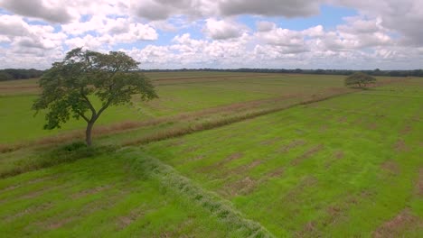 Aerial-footage-of-a-lonely-tree-in-the-middle-of-a-rice-field