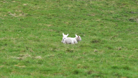 Two-little-lambs-resting-peacefully-on-green-meadow