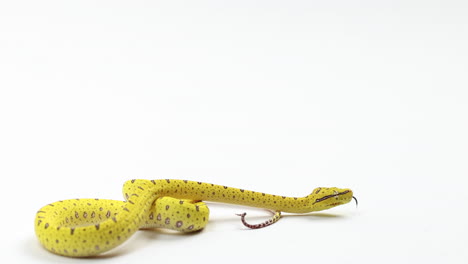 Young-yellow-green-tree-python-slowly-moves-across-white-background-from-curled-position
