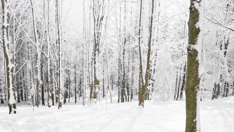 Tranquil-winter-forest-ambience-with-trees-full-of-snow,-Czech-Republic