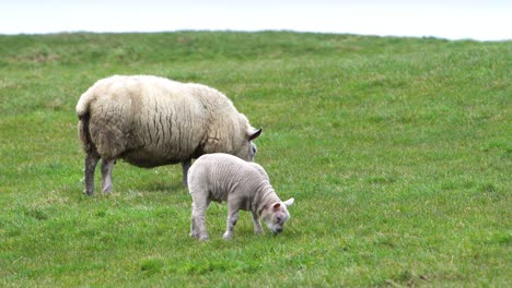 Entzückendes-Lamm-Und-Schafe,-Die-Auf-Der-Grünen-Wiese-Weiden