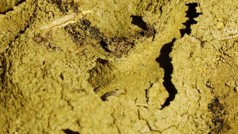 Macro-video-of-termites-crawling-through-a-dirt-tunnel