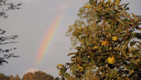 A-rainbow-in-the-sky-beyond-a-tree-of-a-cider-apple-farm,-medium-shot