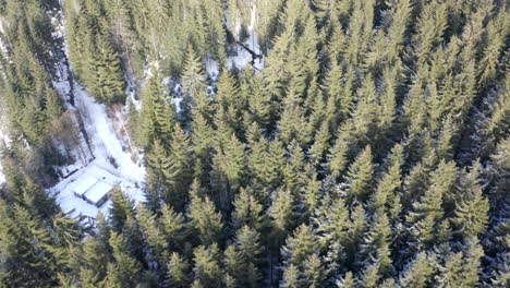 Aerial-Shot-Of-Beautiful-Forest-Landscape-Covered-In-Snow-And-Trees-During-Winter