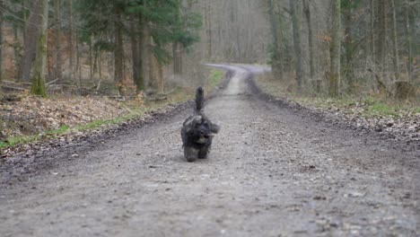 Adorable-puppy-dog-fetching-stick-and-running-fast-towards-camera-in-huge-forest-on-dirt-road-during-winter-in-super-slow-motion-with-puppy-dog-eyes-in-Stuttgart,-Germany