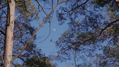 Blurred-Moon-on-a-Bright-Sunny-Day-with-Pine-Trees-Waving-in-the-Wind