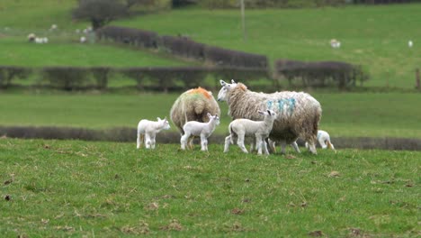 Lamb-trying-to-jump-onto-Mother-sheep's-back-on-green-meadow