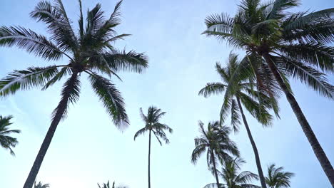 Slow-arc-of-tops-of-palm-trees-against-a-blue-sky