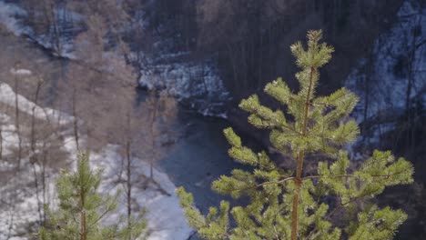 Pine-Tree-Growing-on-a-Steep-Slope-with-River-Running-in-Background-in-Vilnius