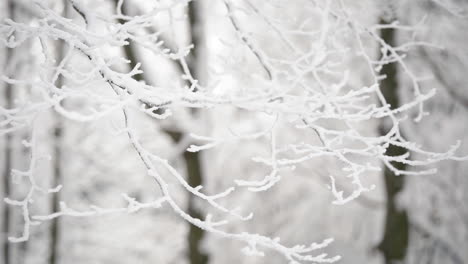 Frozen-twigs-with-white-snow-and-hoar-frost,-winter-forest-close-up