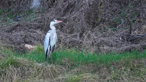 Grey-Heron-Standing-On-The-Ground-With-Grass-And-Straw-Then-Flew-Away-Near-Yangjaecheon-Stream-In-Seoul,-South-Korea---static-shot