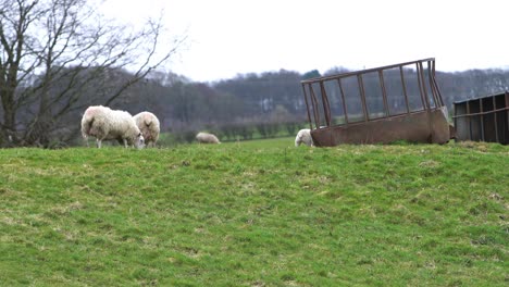 Baby-Lambs-And-Sheep-Disappearing-Over-Hill