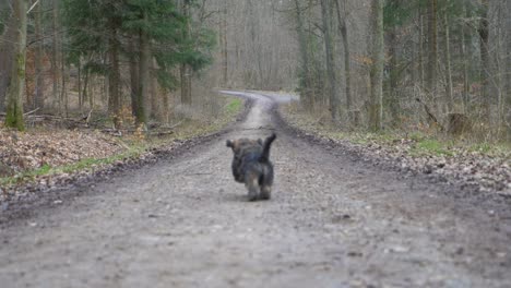 Cute-puppy-dog-running-fast-into-huge-forest-on-dirt-road-during-winter-in-super-slow-motion-in-Stuttgart,-Germany