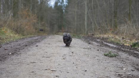 Cute-puppy-dog-running-fast-towards-camera-in-huge-forest-on-dirt-road-during-winter-in-super-slow-motion-with-puppy-dog-eyes-in-Stuttgart,-Germany