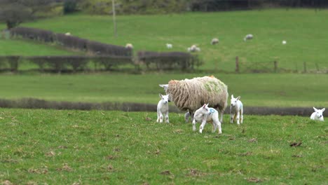 Mother-sheep-and-little-lambs-together-on-green-meadow