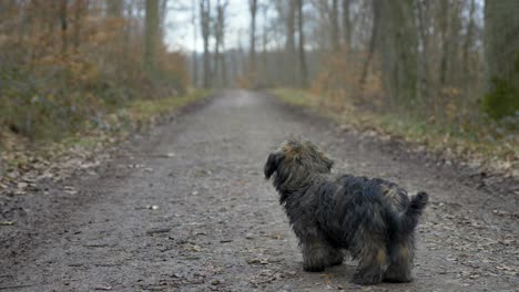 Adorable-puppy-dog-looking-into-camera-then-into-huge-forest-during-winter-in-slow-motion-with-puppy-dog-eyes-in-Stuttgart,-Germany