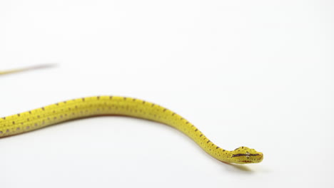 Young-small-green-tree-python-slithers-on-white-background---close-up