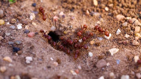 Video-De-Hormigas-Cosechadoras-Rojas-Entrando-Y-Saliendo-Del-Nido