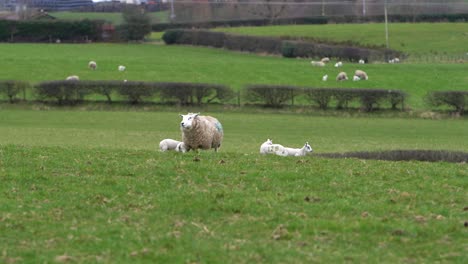 Baby-Lambs-Following-Sheep-Mother-In-Green-Field