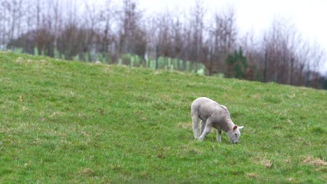 Little-lamb-eating-grass-on-a-green-meadow-hill