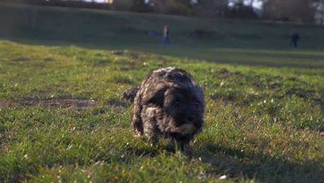 Close-up-of-cute-puppy-dog-running-fast-towards-camera-on-grass-field-in-the-park-in-super-slow-motion-during-summer-with-puppy-dog-eyes