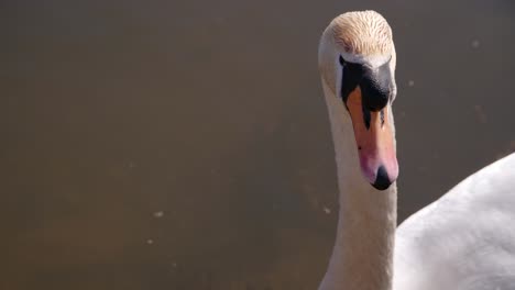 Close-Up-of-Swan-Looking-Around-on-a-Sunny-Spring-Day-while-being-in-a-Pond