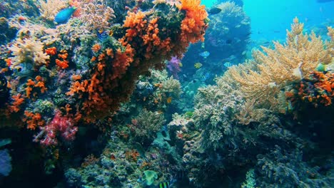 Colorful-soft-coral-growing-on-rock-in-a-tropical-ocean