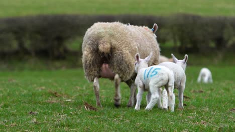 Close-Up-Of-Baby-Lambs-Following-Their-Mother-In-A-Field