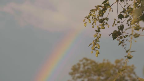 Blick-Auf-Einen-Regenbogen-Am-Himmel-über-Baumlaub-Tagsüber