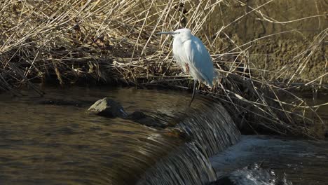 Little-white-egret-standing-on-a-small-waterfall-next-to-the-dried-grass-on-Yangjaecheon-stream-Seoul-South-Korea