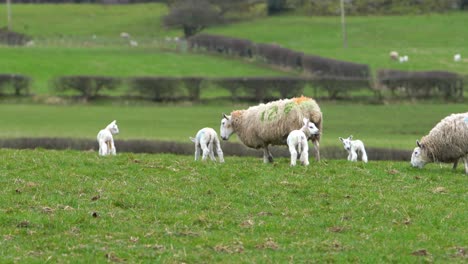 Baby-lambs-running-to-mum-sheep-on-green-meadow