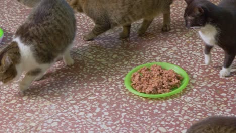 Streunende-Katzen,-Die-Von-Einem-Teller-Voller-Fleisch-Fressen