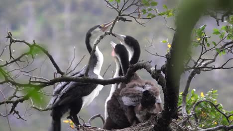Drei-Große-Scheckenkormoran-küken-Betteln-Die-Mutter-An,-Im-Nest-Gefüttert-Zu-Werden