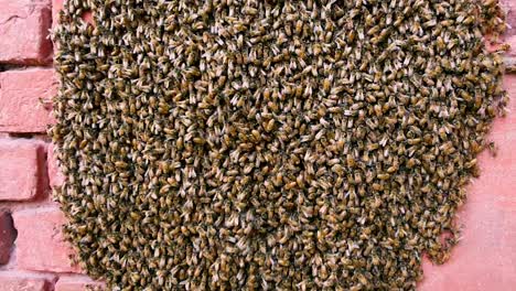 Bienenschwarm,-Der-Nektar-Von-Der-Wand-Saugt