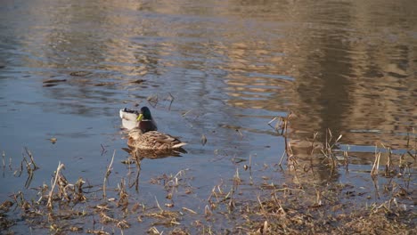 50-FPS-Two-Ducks-Resting-on-a-River-Bank-with-Water-Grass