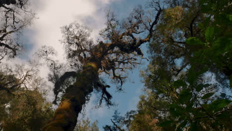 Old-Creepy-horror-trees-in-forest-of-New-Zealand-during-blue-sky-and-clouds-at-sky