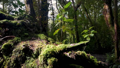 Rural-mossy-tree-trunks-in-deep-jungle-during-sunlight-in-New-Zealand