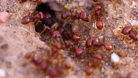 Macro-video-of-Red-Harvester-Ants--around-nest