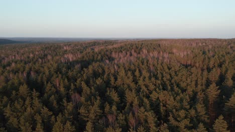 AERIAL:-Flying-Over-Forest-on-a-Golden-Hour-in-Early-Spring