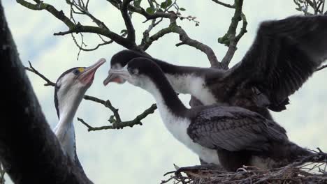 Feeding-behaviour-of-baby-Shag-chicks-in-nest-and-their-cormorant-mom