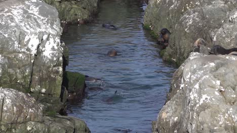 Seebären-Tummeln-Sich-Und-Schweinswale-Aus-Dem-Wasser-In-Engen-Felsmulden