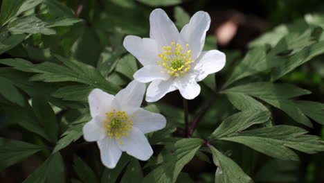 Delicate-white-Wild-Anemone-flowers-bloom-in-the-spring-sunshine-in-and-English-wood