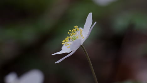 Delicate-white-Wild-Anemone-flowers-bloom-in-the-spring-sunshine-in-and-English-wood