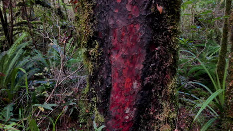 Red-bloody-wooden-tree-trunk-surrounded-by-moss-in-the-wilderness-of-jungle