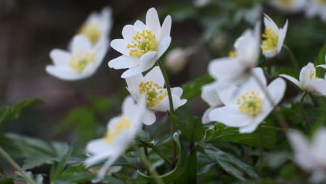 Delicadas-Flores-Blancas-De-Anémona-Silvestre-Florecen-Bajo-El-Sol-De-Primavera-En-Madera-Inglesa