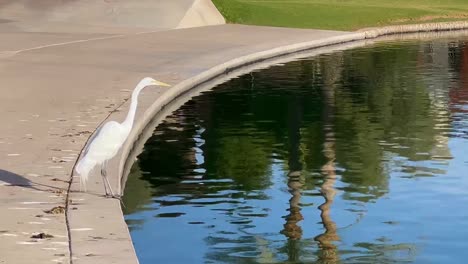 A-white-Heron-stands-on-the-edge-of-the-man-made-lake-in-the-McCormick-Ranch-development,-McCormick-Ranch,-Scottsdale,-Arizona