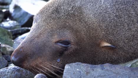 Close-up-face-of-cute,-sad-Fur-Seal-that-appears-to-be-crying